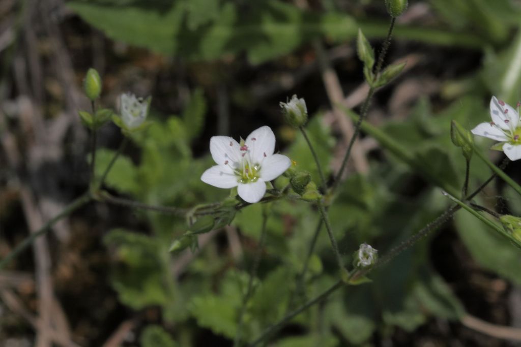 Minuartia verna