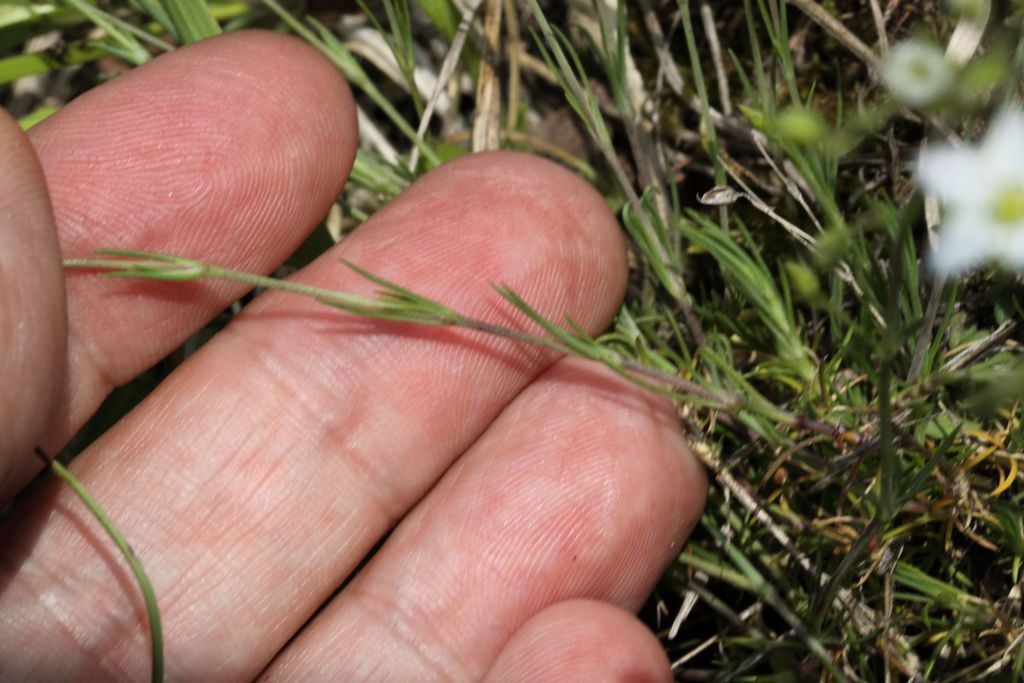 Minuartia verna