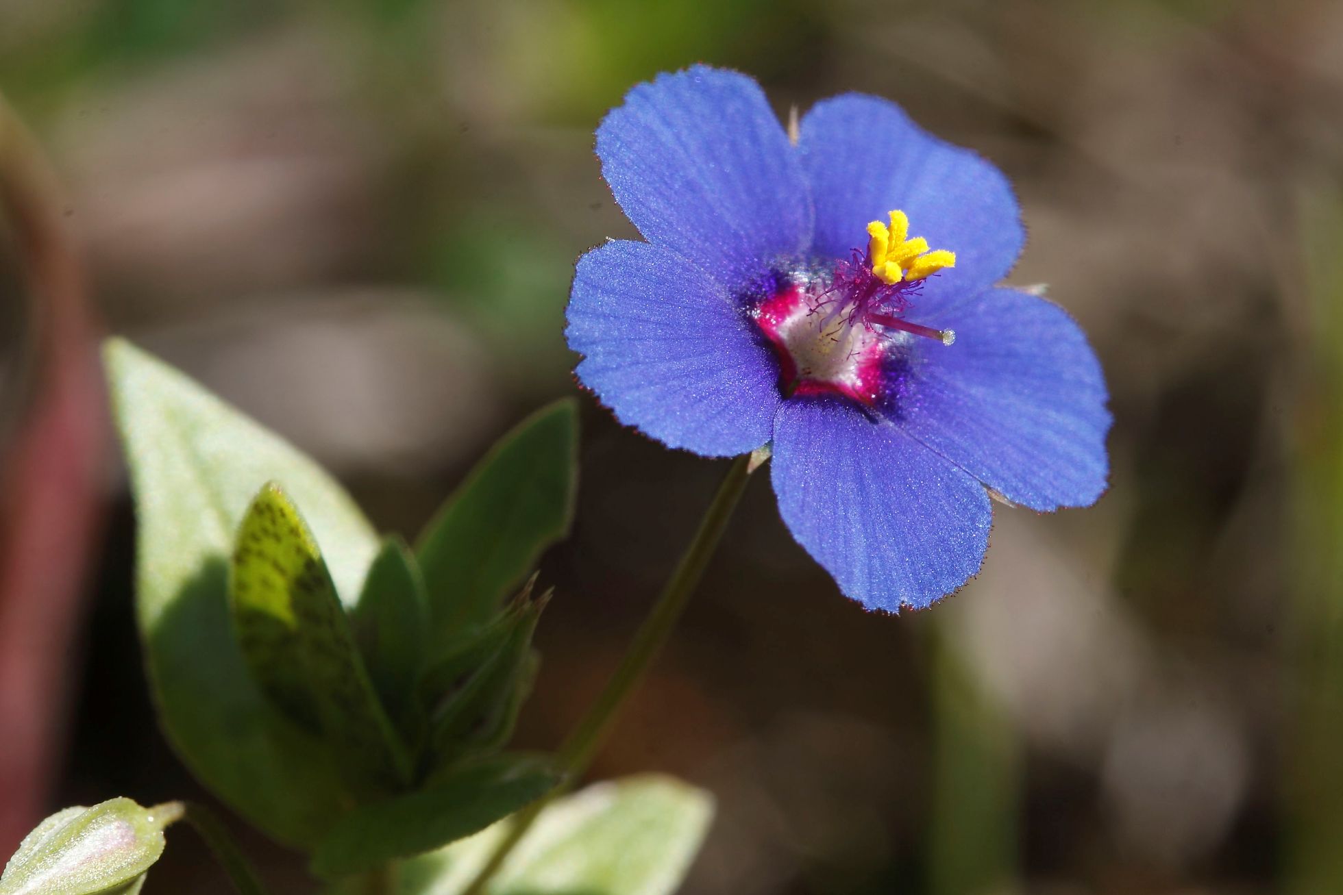 Lysimachia (=Anagallis) arvensis / Centonchio dei campi