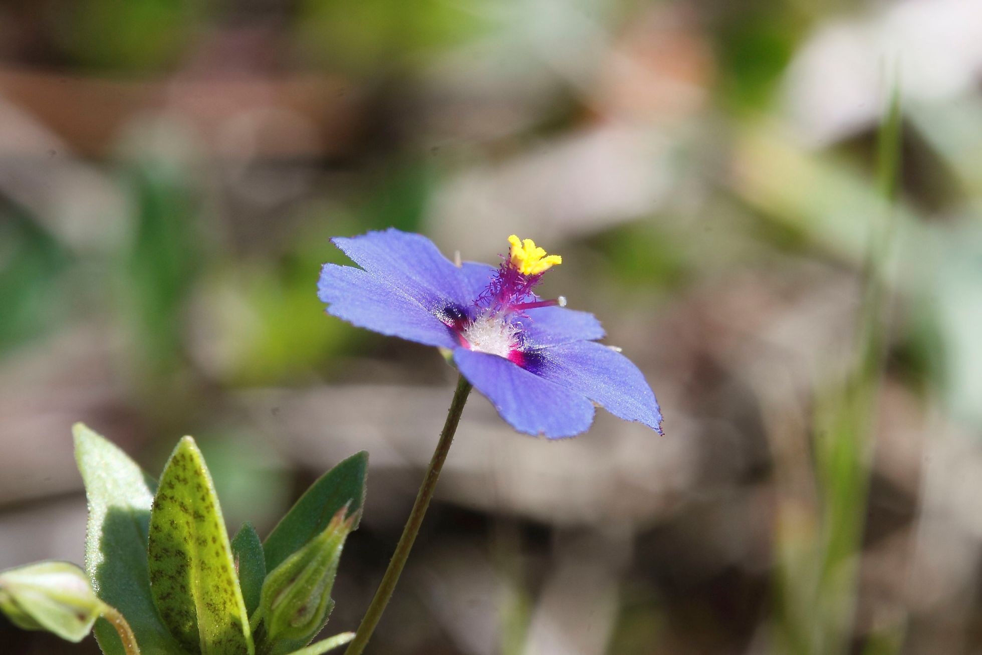 Lysimachia (=Anagallis) arvensis / Centonchio dei campi