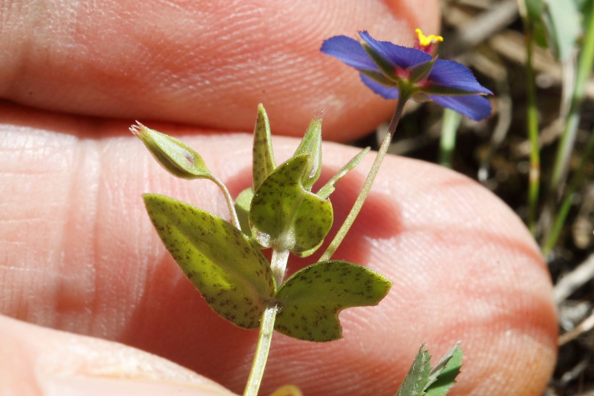 Lysimachia (=Anagallis) arvensis / Centonchio dei campi