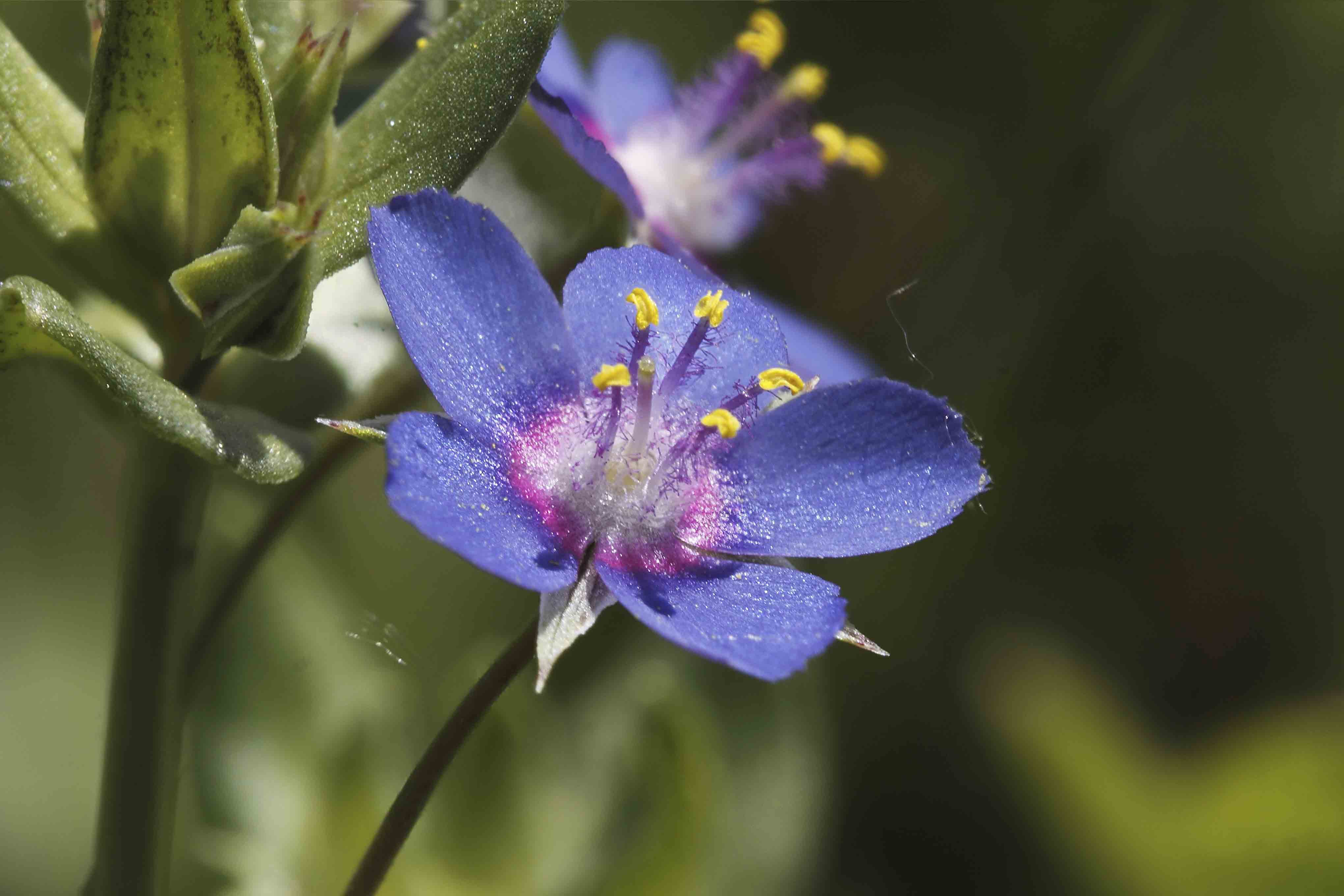 Lysimachia (=Anagallis) foemina / Centocchio azzurro