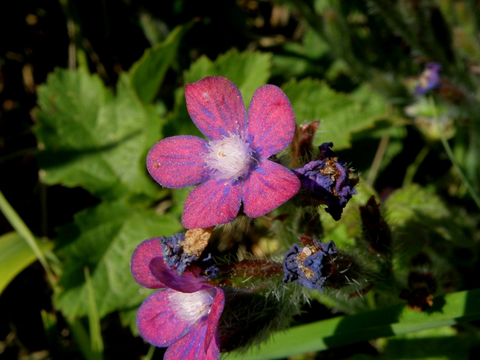 Anchusa con fiori curiosi - Anchusa azurea