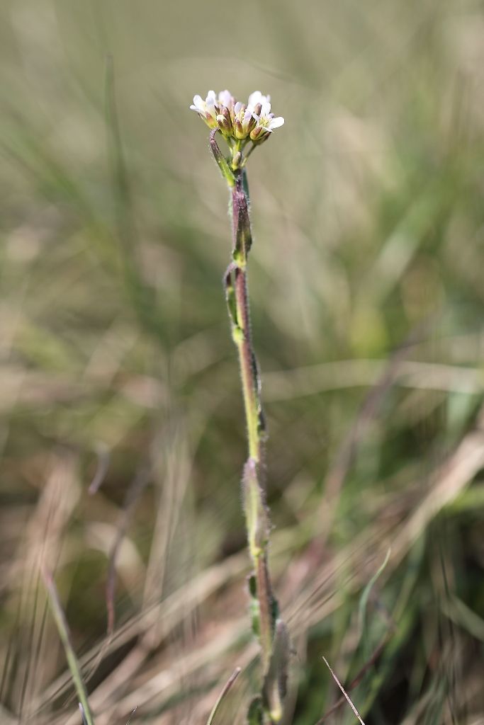 Arabis hirsuta