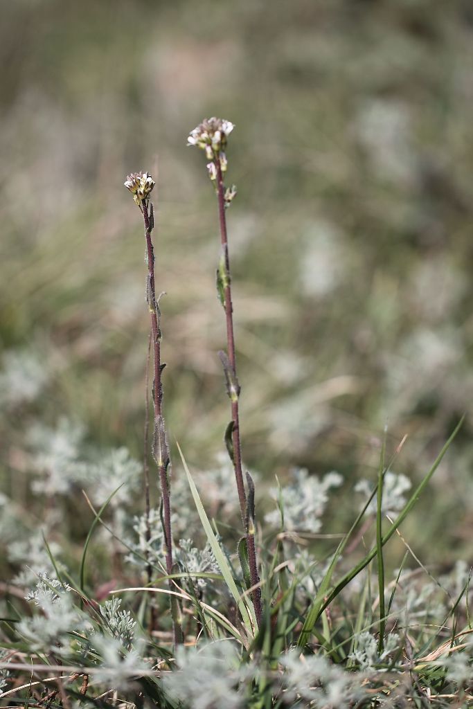 Arabis hirsuta