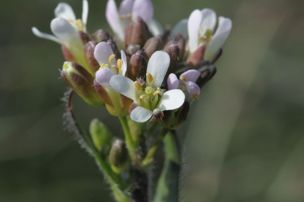 Arabis hirsuta