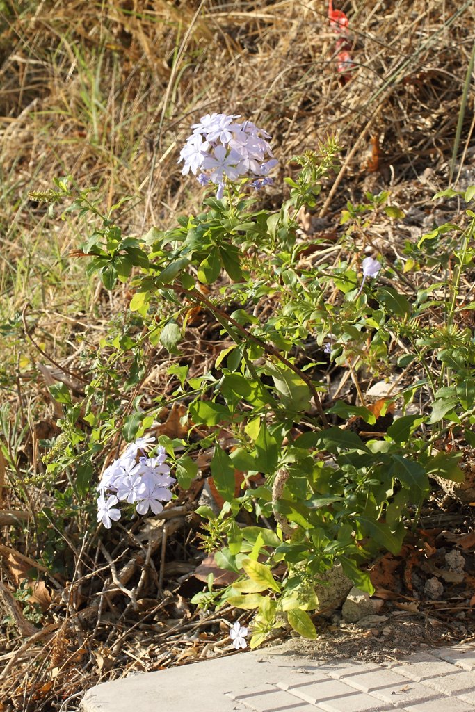 Plumbago auriculata