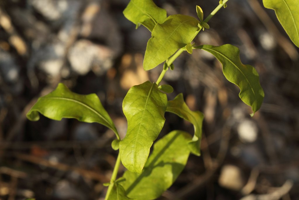 Plumbago auriculata