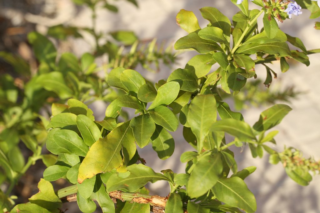 Plumbago auriculata