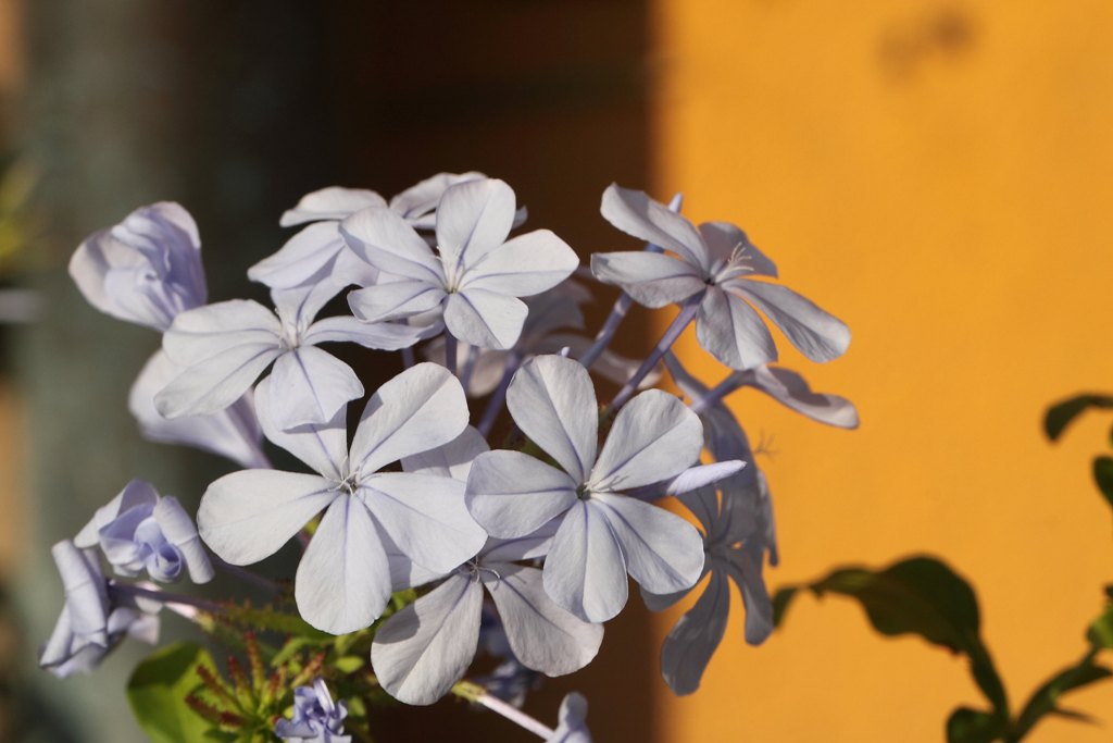 Plumbago auriculata