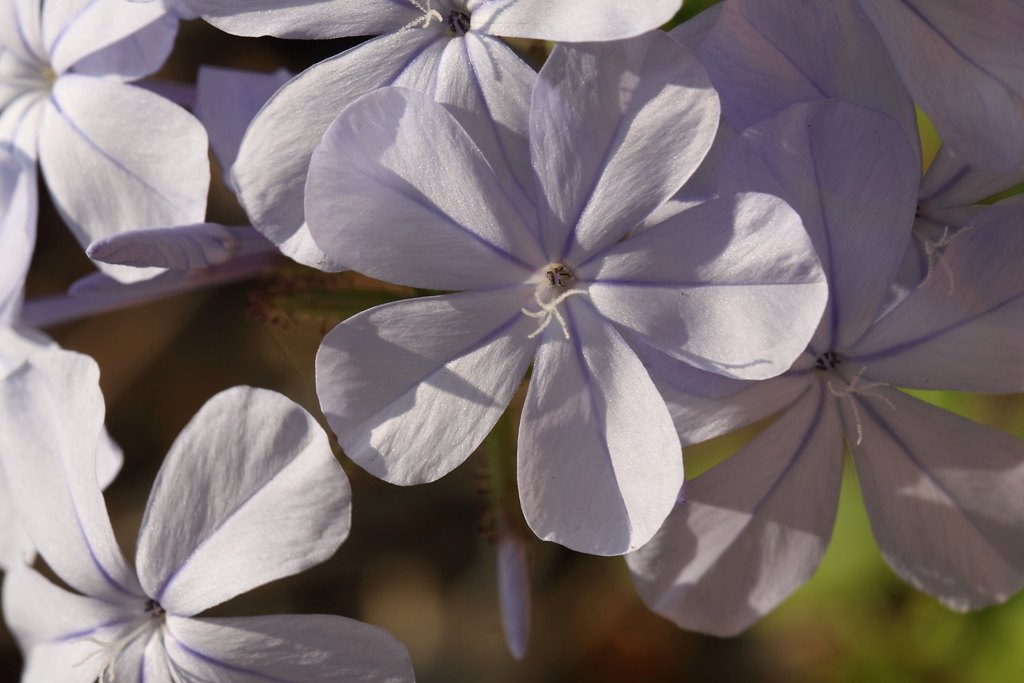 Plumbago auriculata