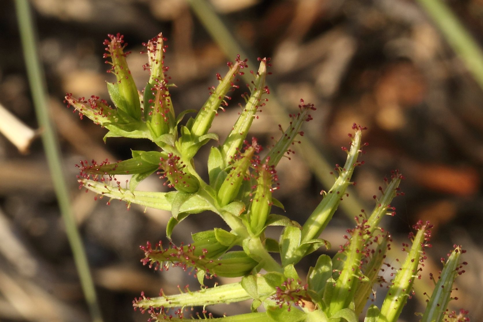 Plumbago auriculata