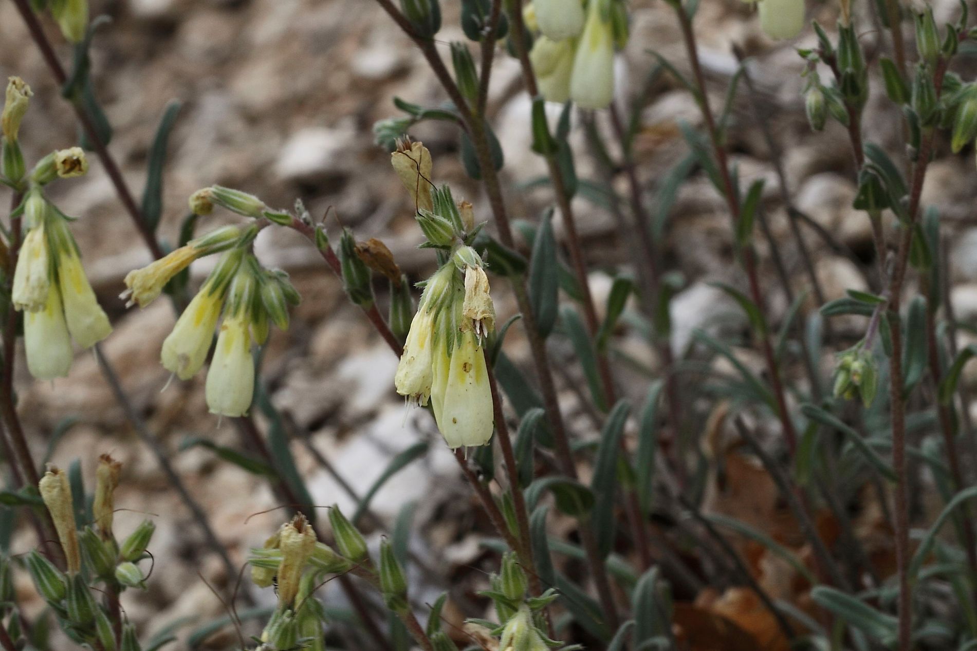 Onosma echioides