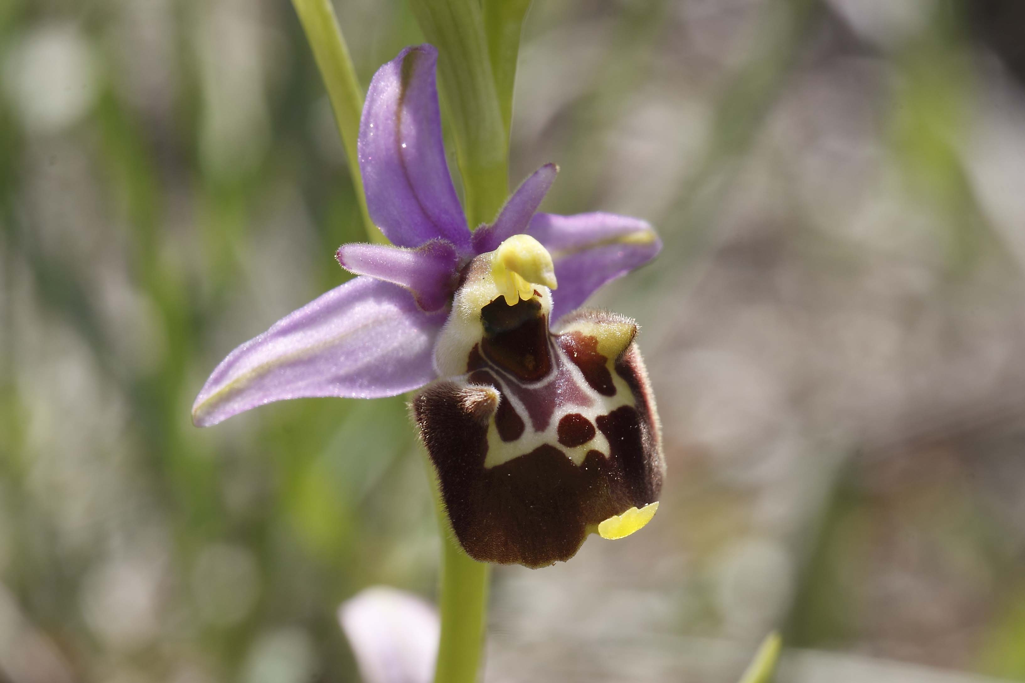 Ophrys da determinare