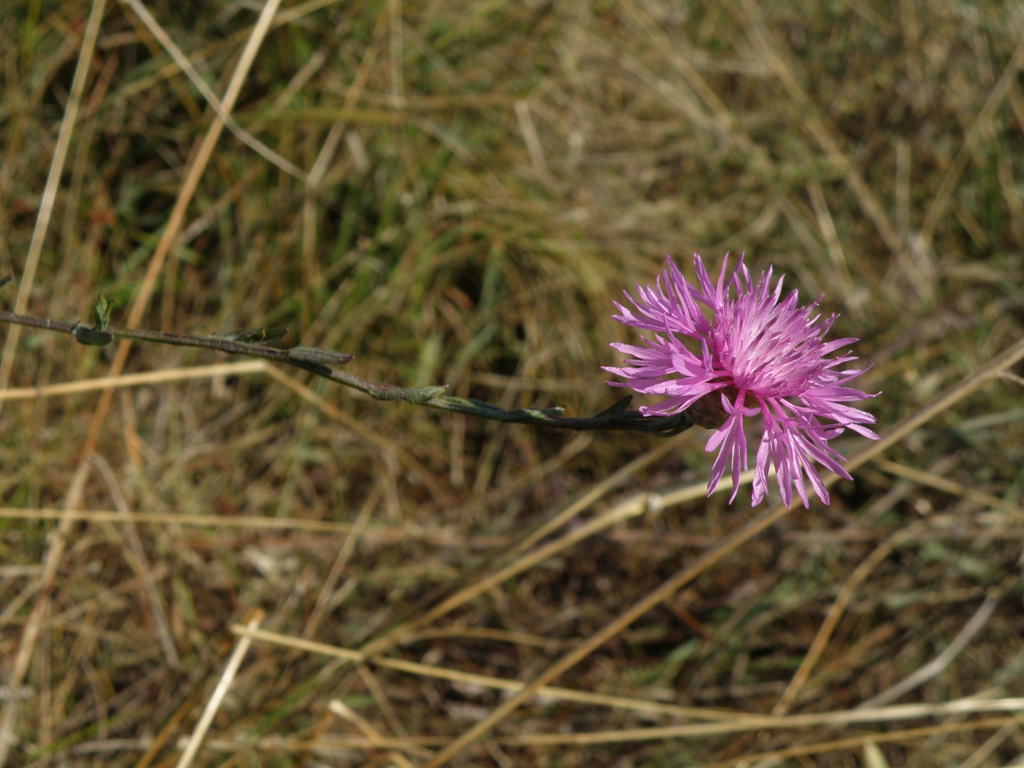 Centaurea gr. jacea