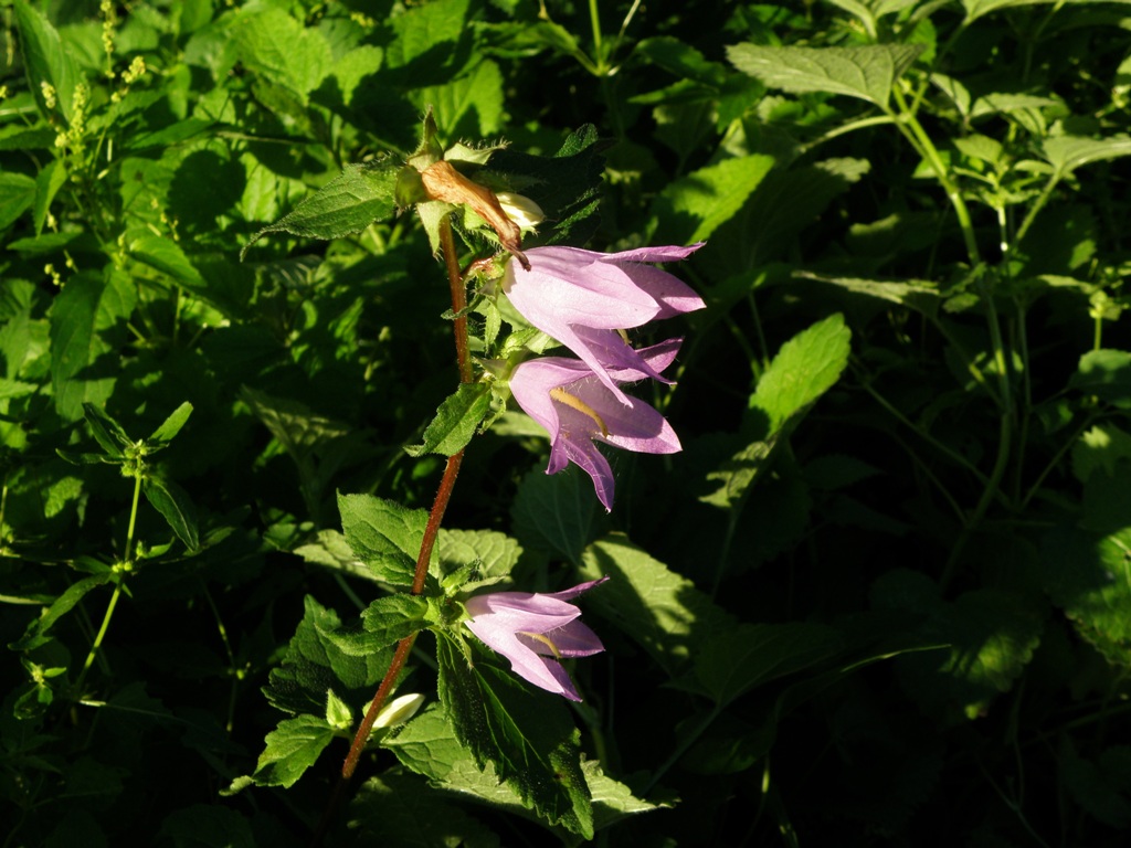 Campanula trachelium