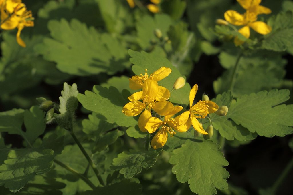 Chelidonium majus / Celidonia