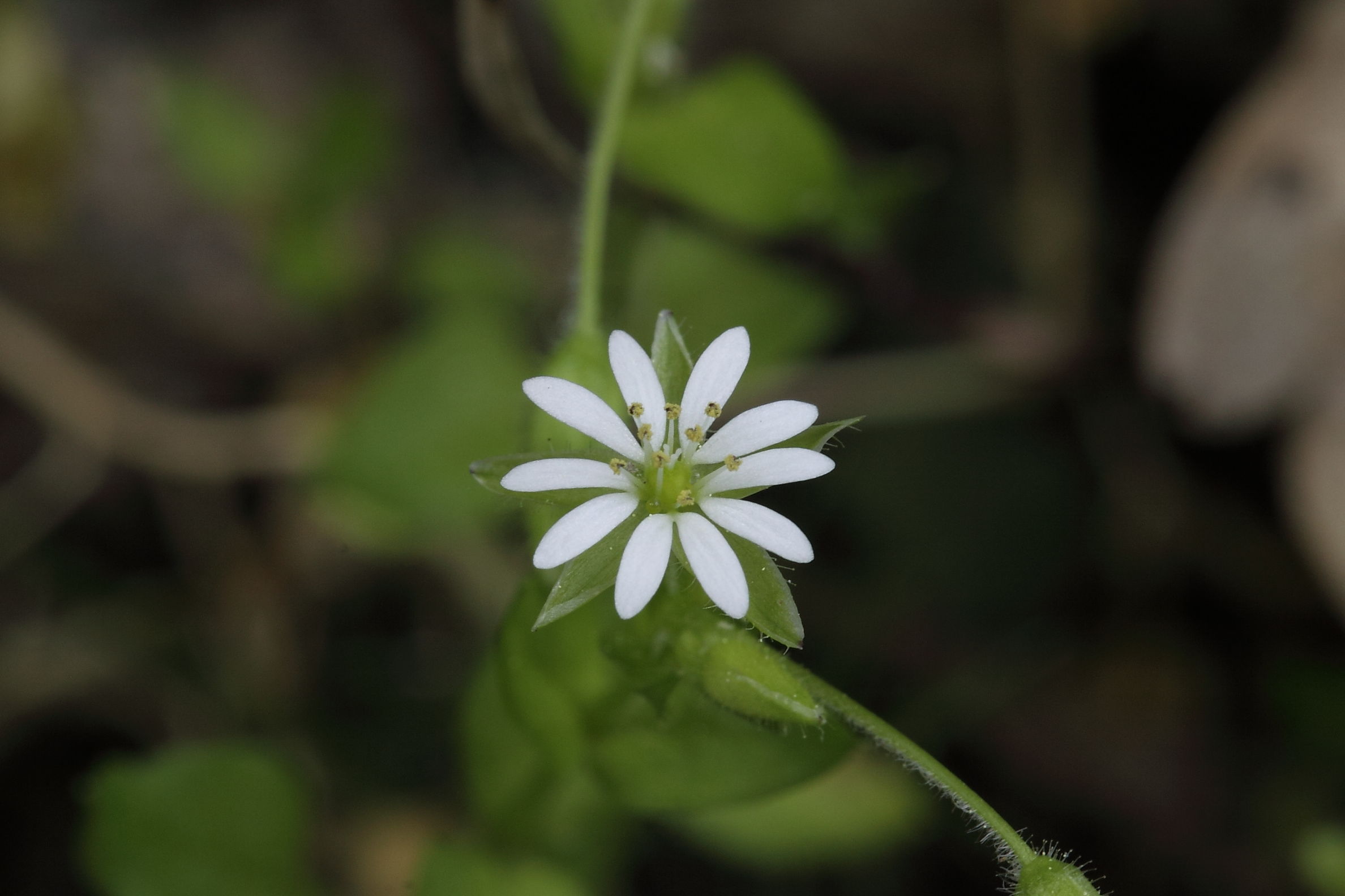 Stellaria media