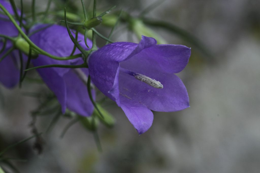 Campanula tanfanii