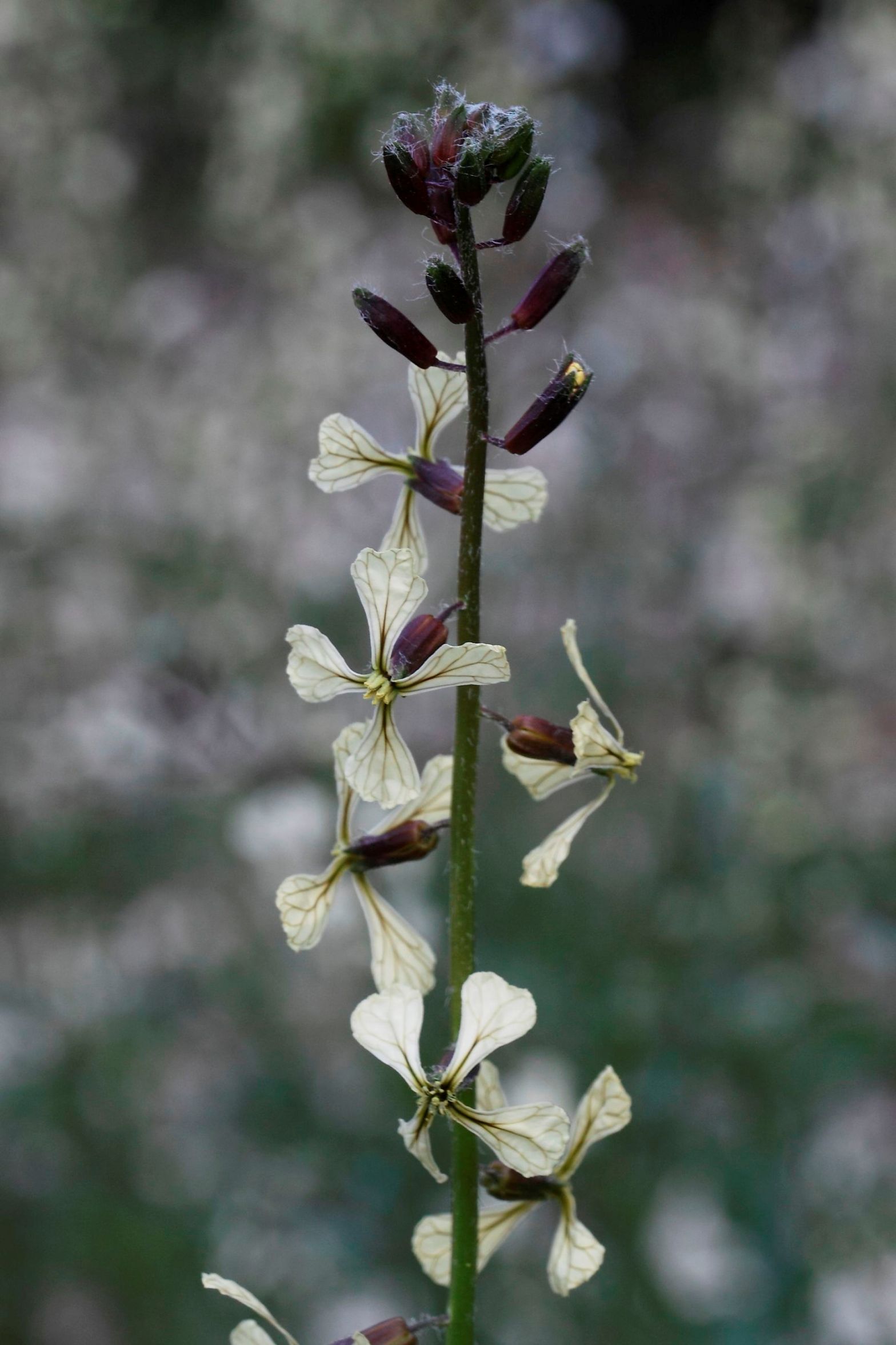 Eruca vesicaria (L.) Cav.