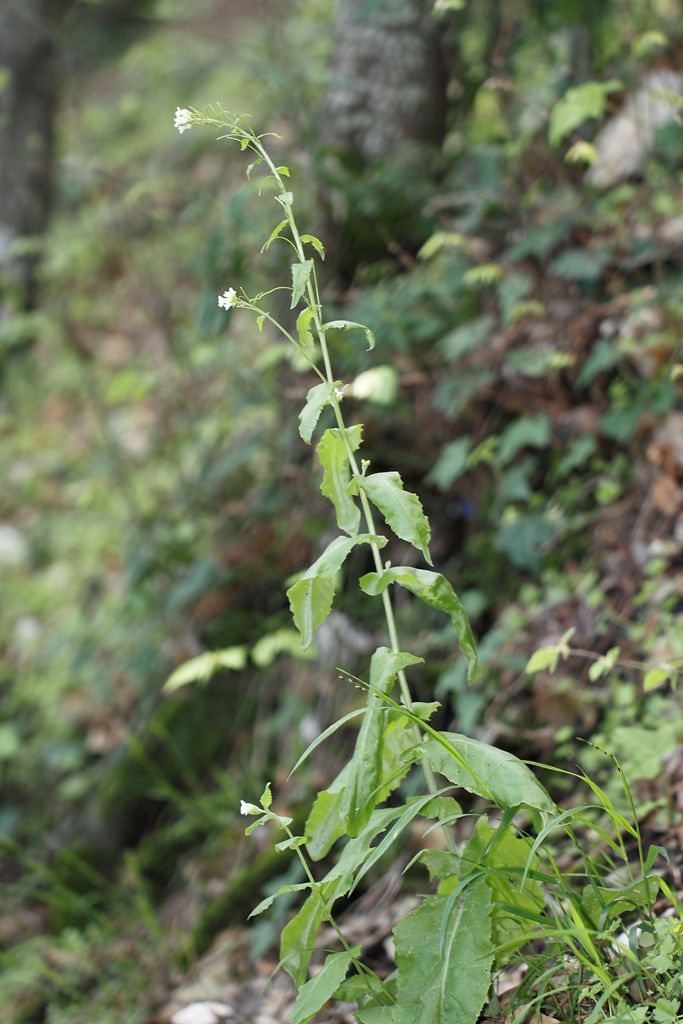 Arabis turrita L. / Arabetta maggiore