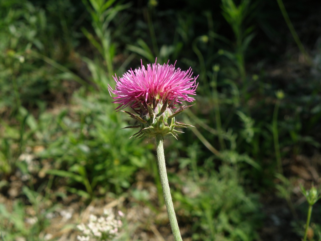 Carduus nutans e Cirsium arvense