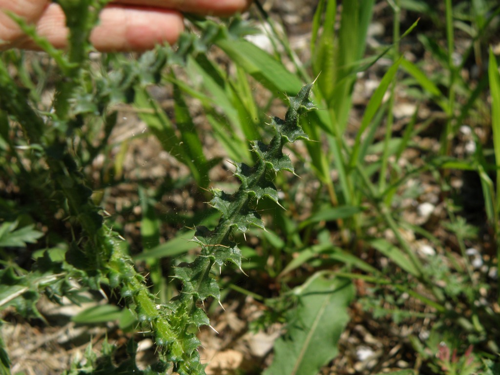 Carduus nutans e Cirsium arvense