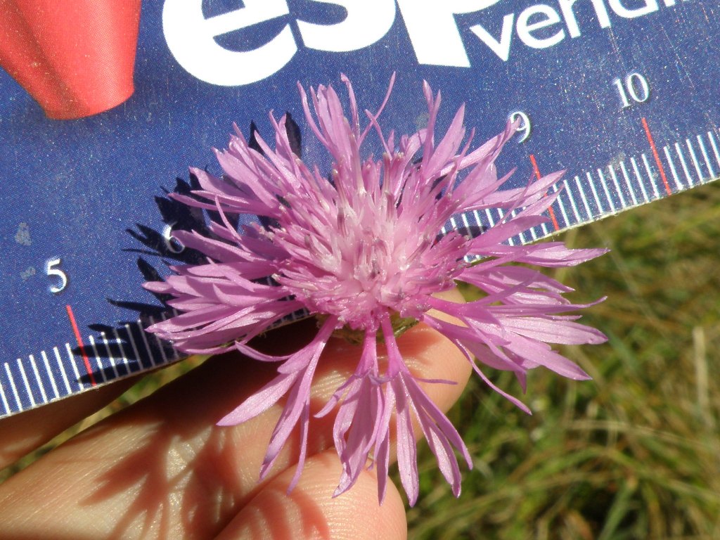 Centaurea gr. jacea