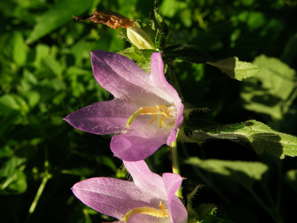 Campanula trachelium