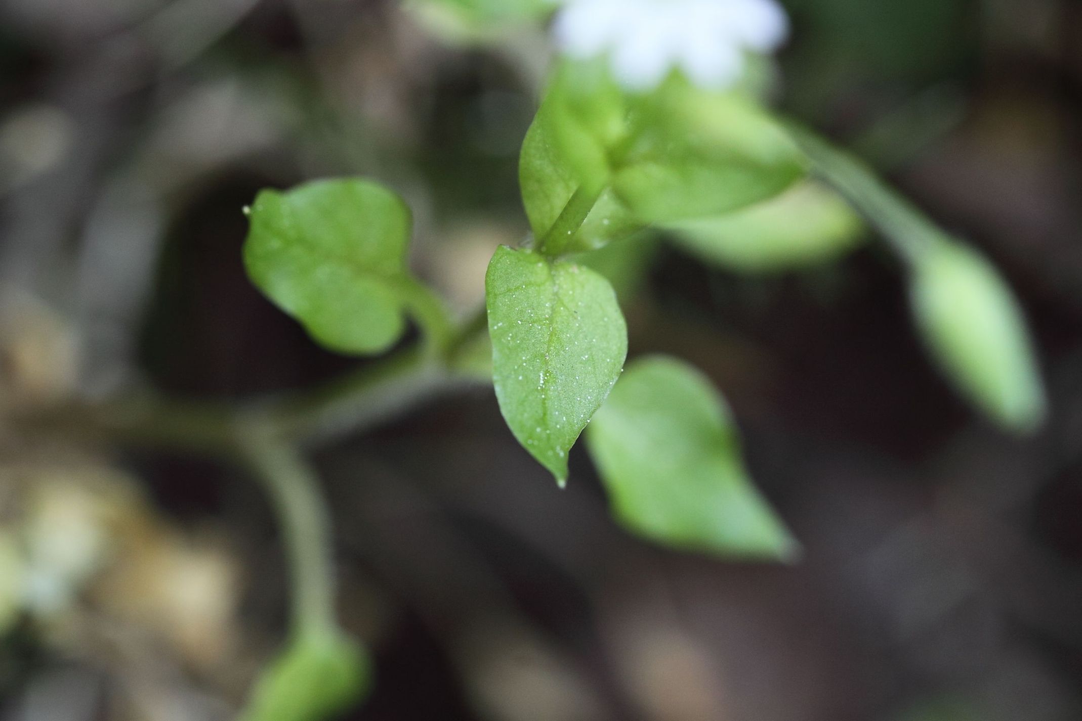 Stellaria media