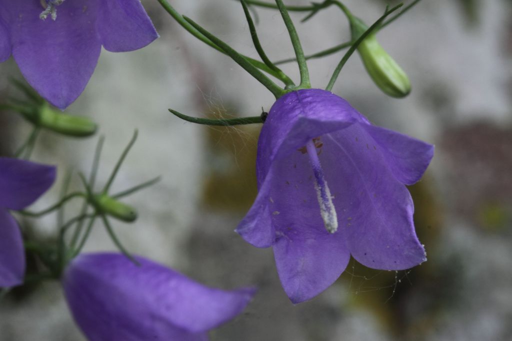 Campanula tanfanii