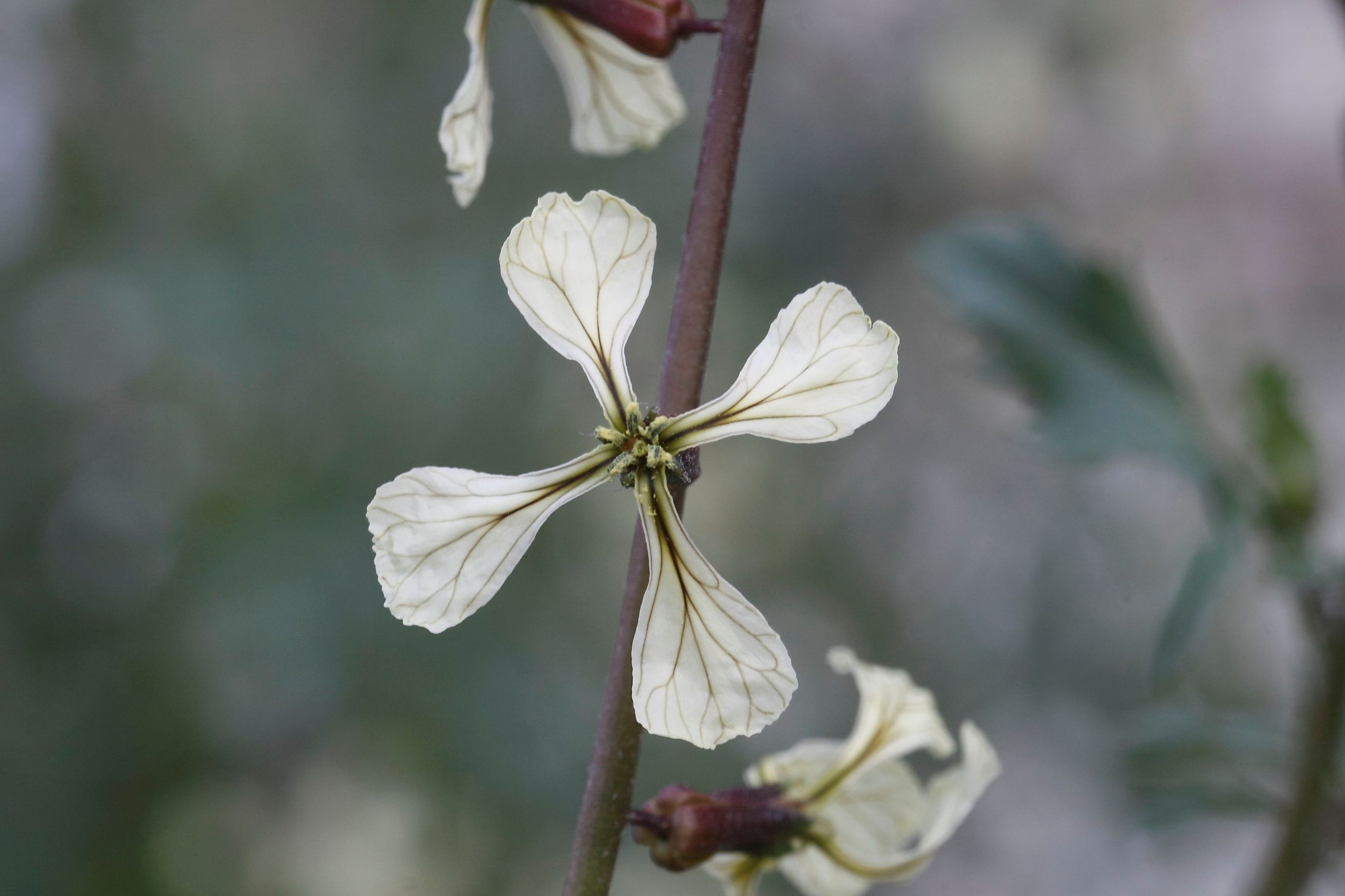 Eruca vesicaria (L.) Cav.