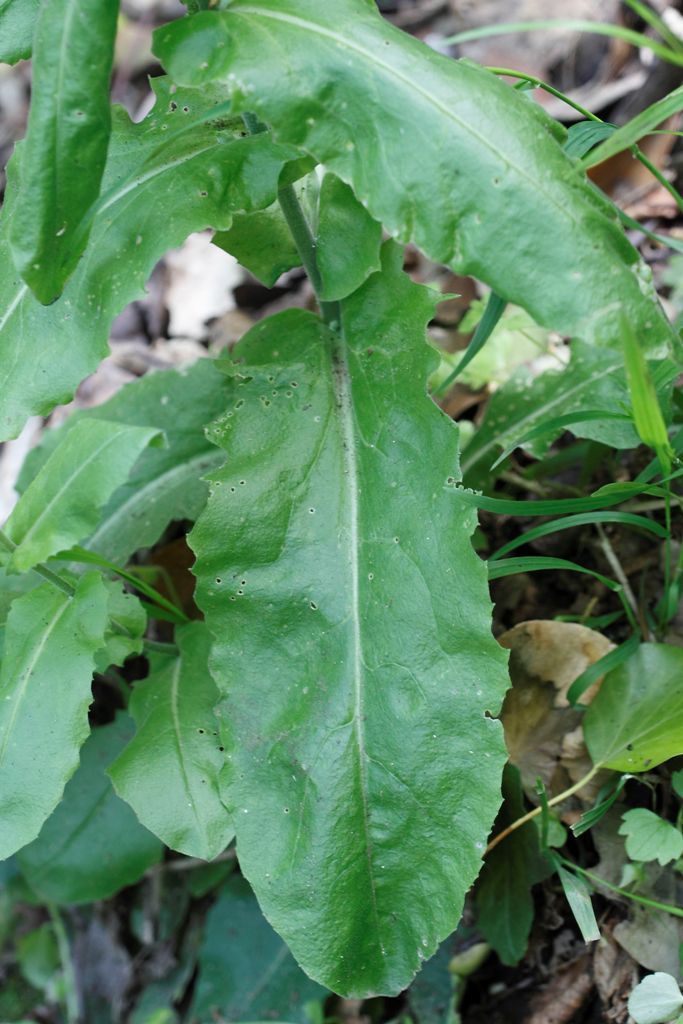 Arabis turrita L. / Arabetta maggiore