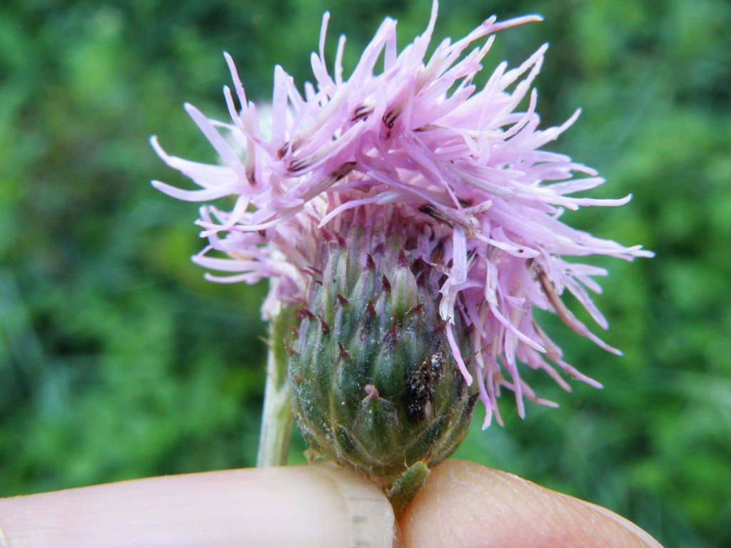 Carduus nutans e Cirsium arvense