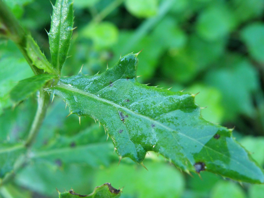 Carduus nutans e Cirsium arvense