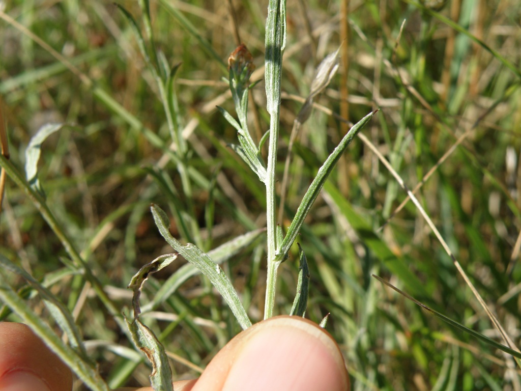 Centaurea gr. jacea