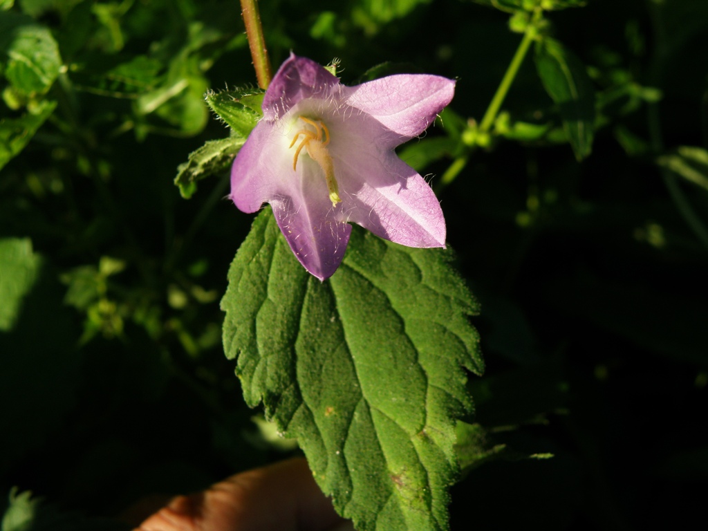 Campanula trachelium