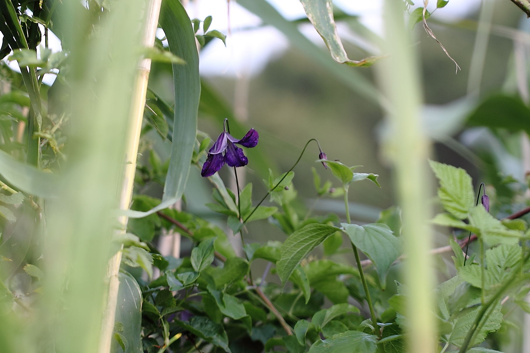 Clematis viticella / Clematide paonazza