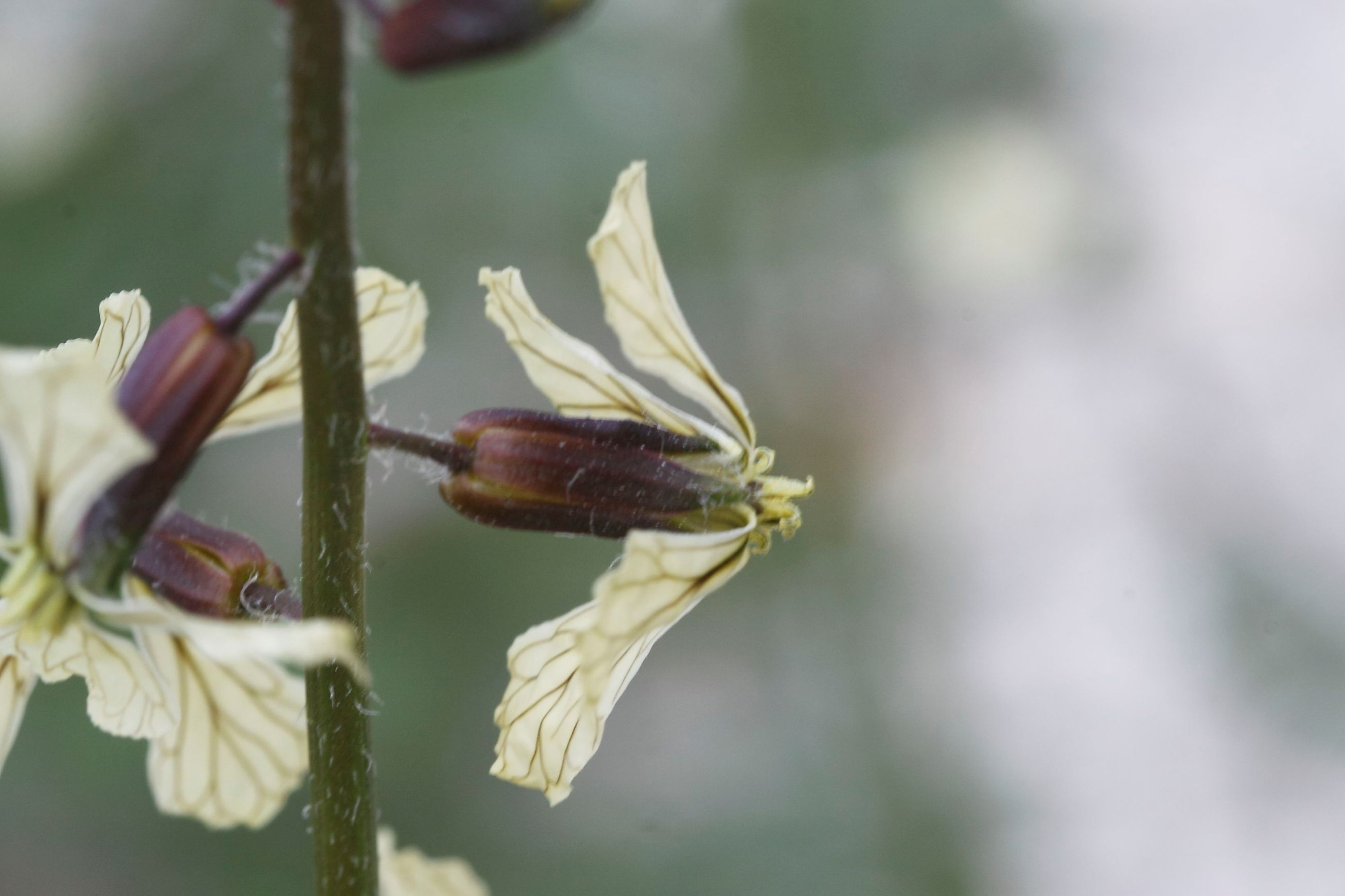 Eruca vesicaria (L.) Cav.