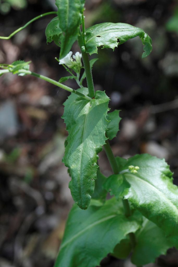 Arabis turrita L. / Arabetta maggiore