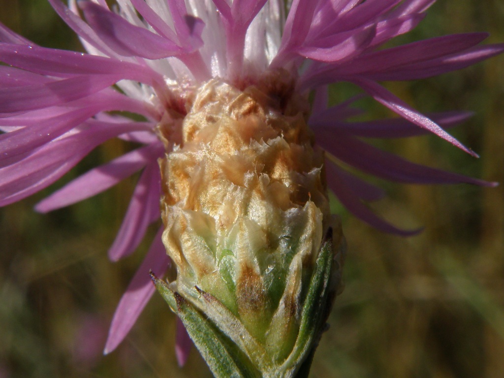 Centaurea gr. jacea