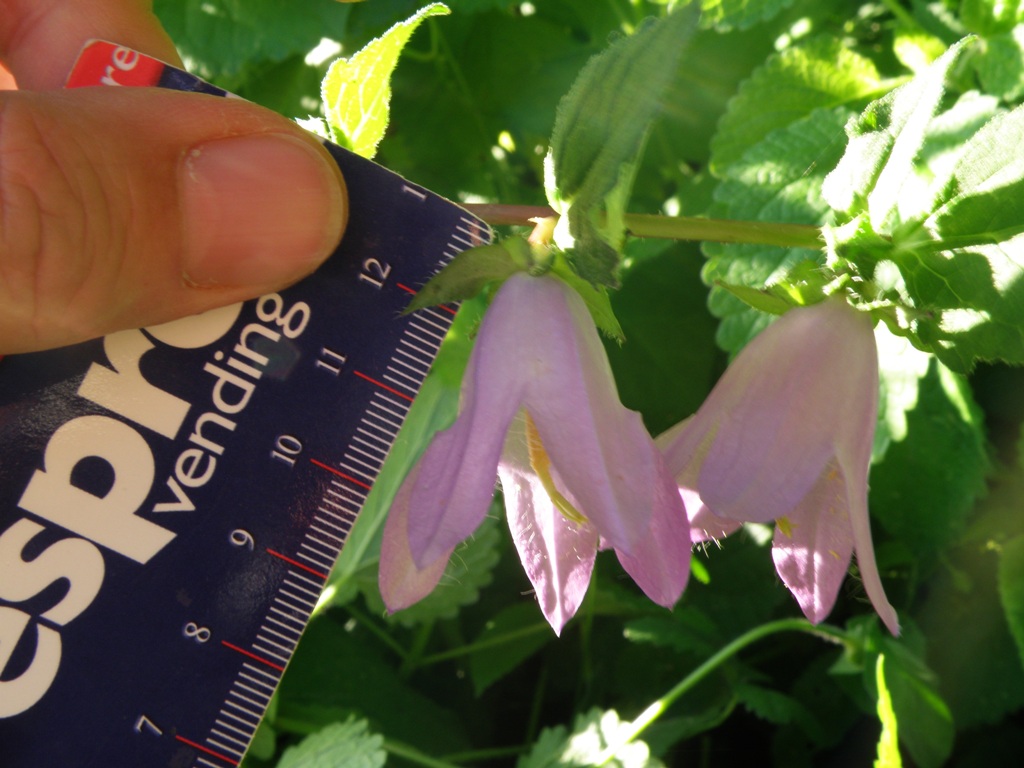 Campanula trachelium