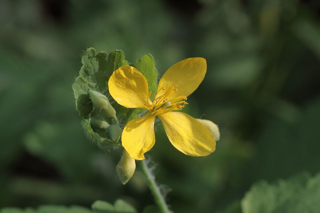 Chelidonium majus / Celidonia