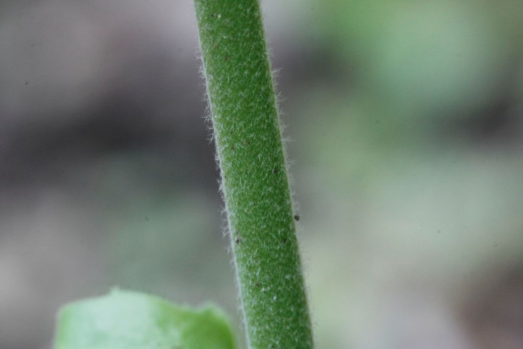 Arabis turrita L. / Arabetta maggiore