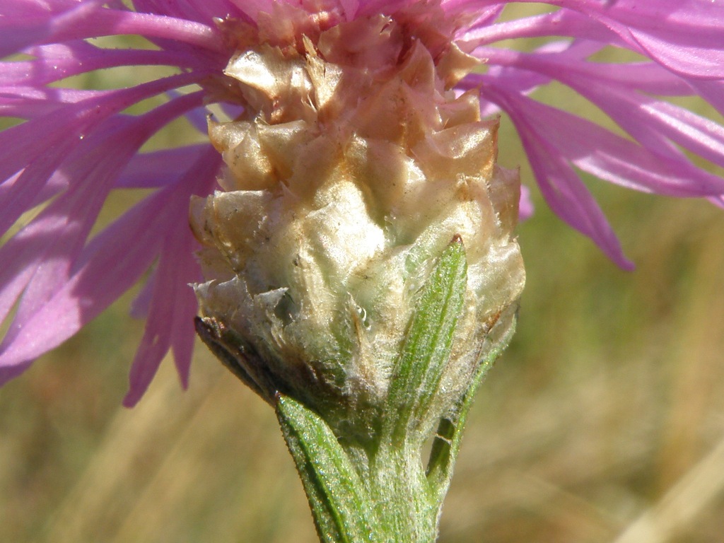 Centaurea gr. jacea