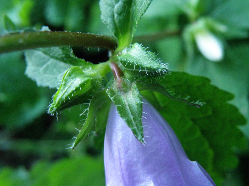 Campanula trachelium