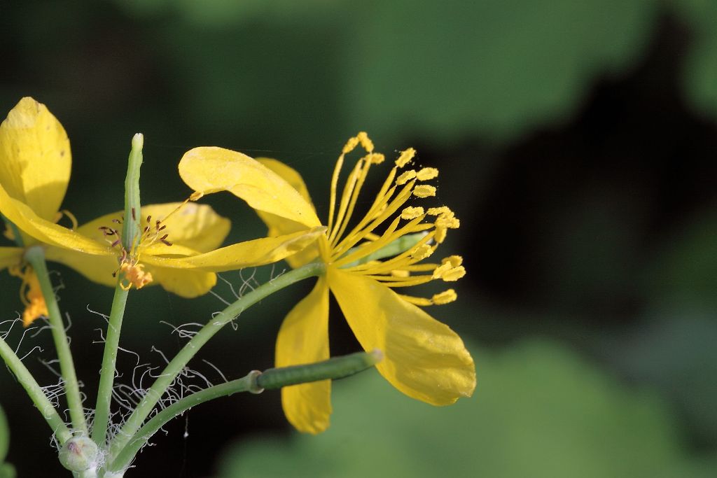 Chelidonium majus / Celidonia