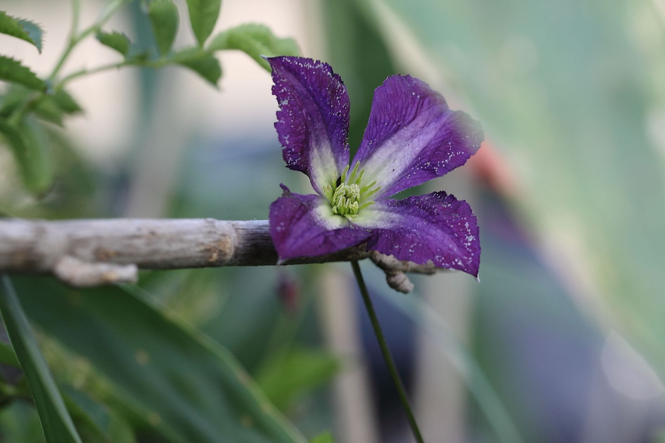 Clematis viticella / Clematide paonazza