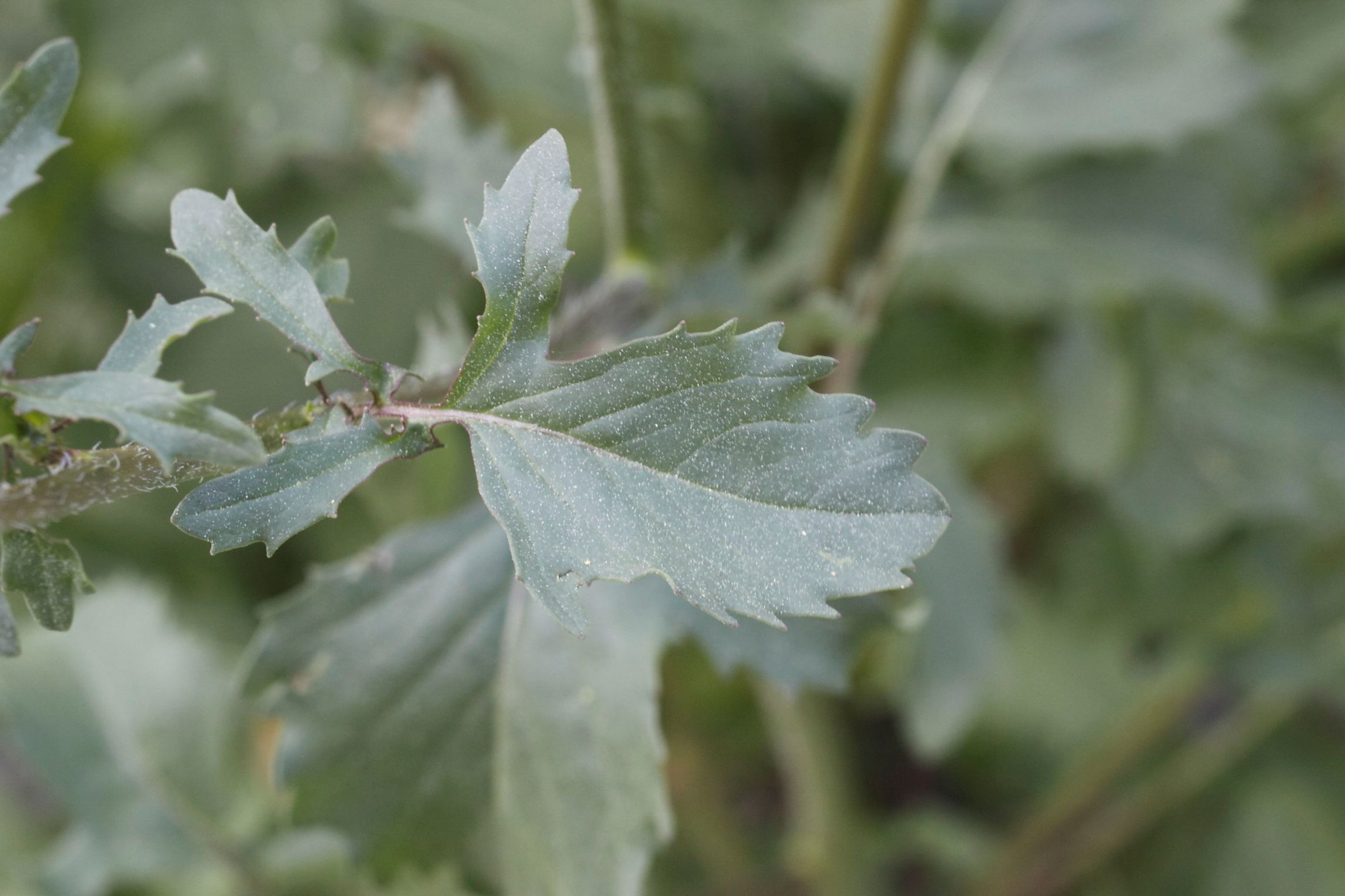 Eruca vesicaria (L.) Cav.