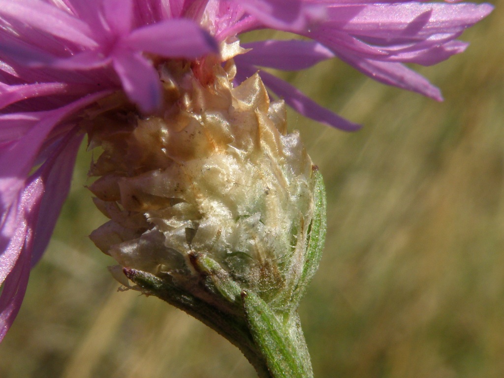 Centaurea gr. jacea